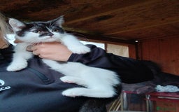 Mixed Breed cats for sale: 2 adorable girl 🥰 - Image 5
