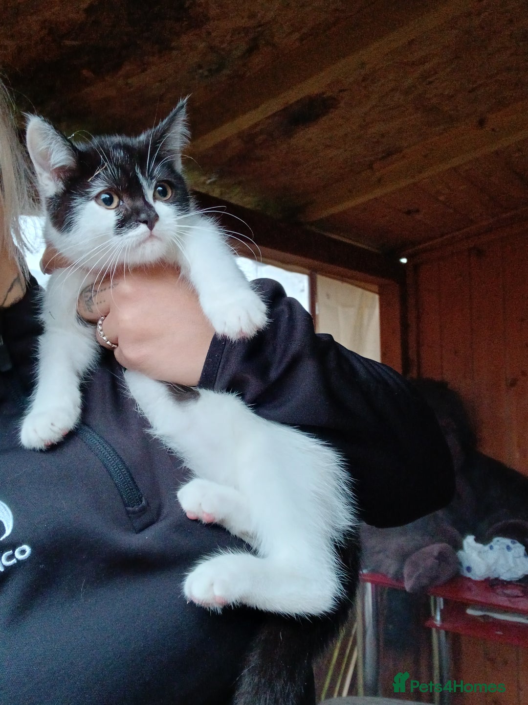 Mixed Breed cats for sale: 2 adorable girl 🥰 - Image 5