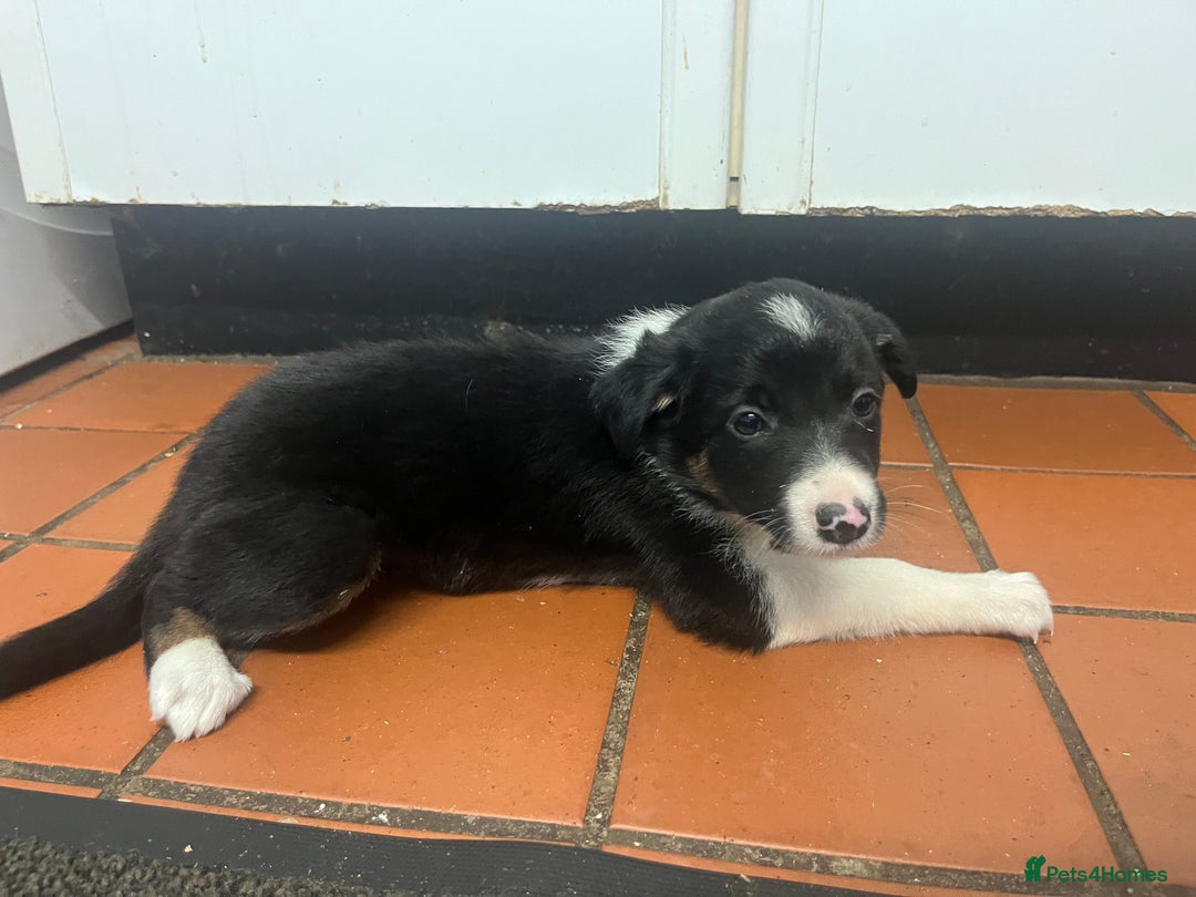 Border Collie dogs for sale: 7 collie puppies available end of October  - Image 3