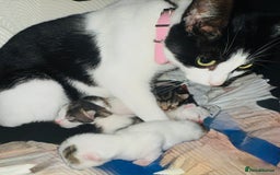 Mixed Breed cats for sale: Adorable mixed litter  - Image 3