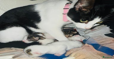 Mixed Breed cats - Advert 9