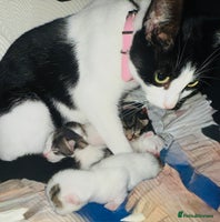 Mixed Breed cats - Advert 16