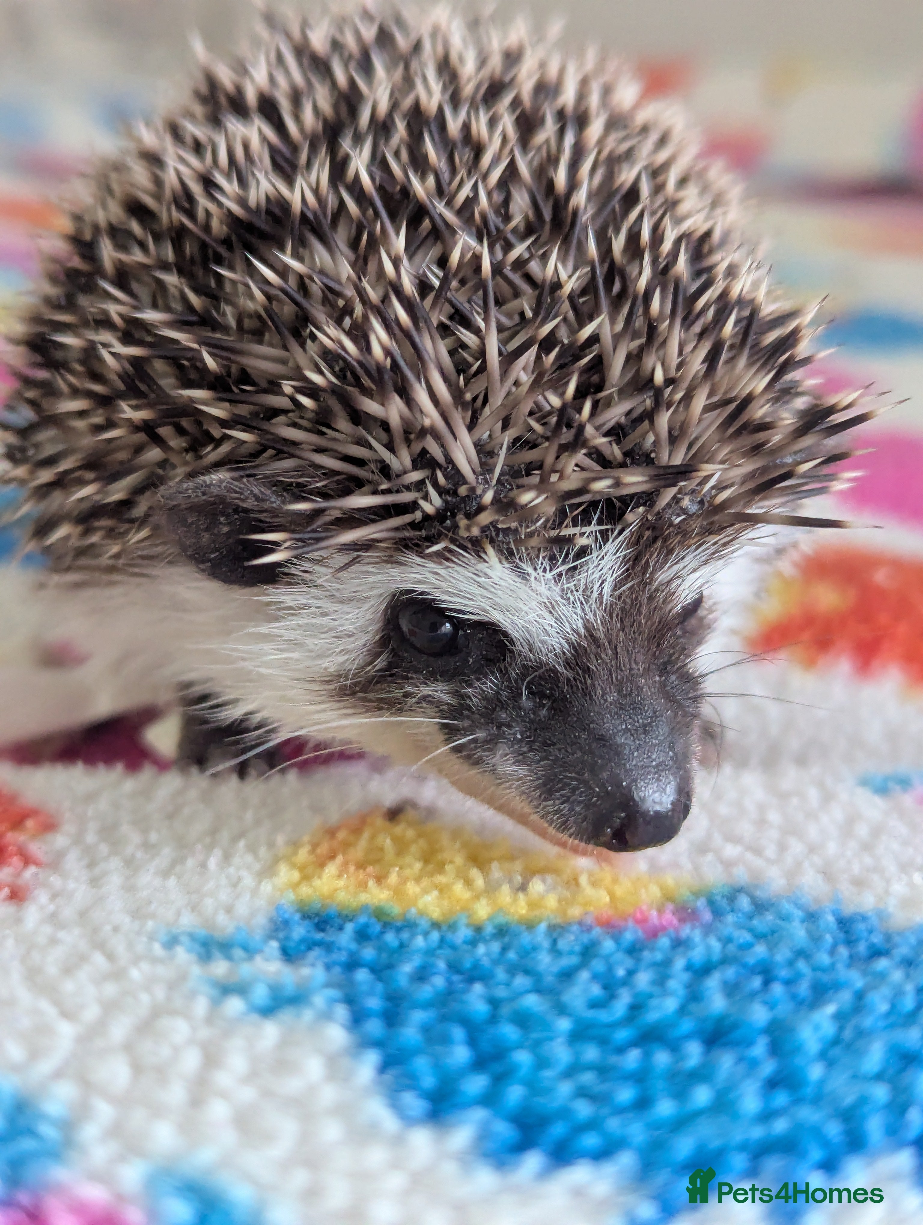 Pygmy Hedgehog rodents Gorgeous Baby Hoglets/ Ready to Reserve!!! - Advert 5