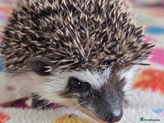 Pygmy Hedgehog rodents Gorgeous Baby Hoglets/ Ready to Reserve!!! - Advert 5
