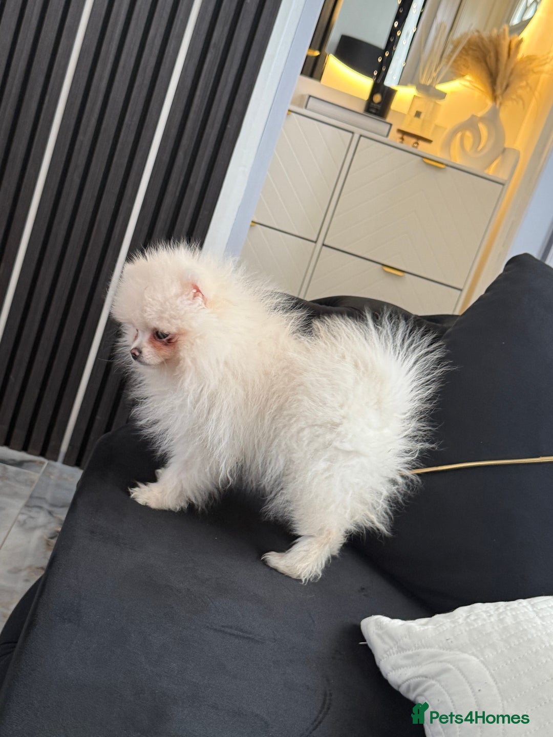 Pomeranian dogs for sale: Pomeranian boy puppy - Advert 7