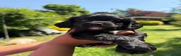 Cockapoo dogs for sale: Cockapoo puppies for sale - Advert 30