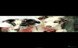 Border Collie dogs for sale: Stunning litter of blue merle border collies - Image 4