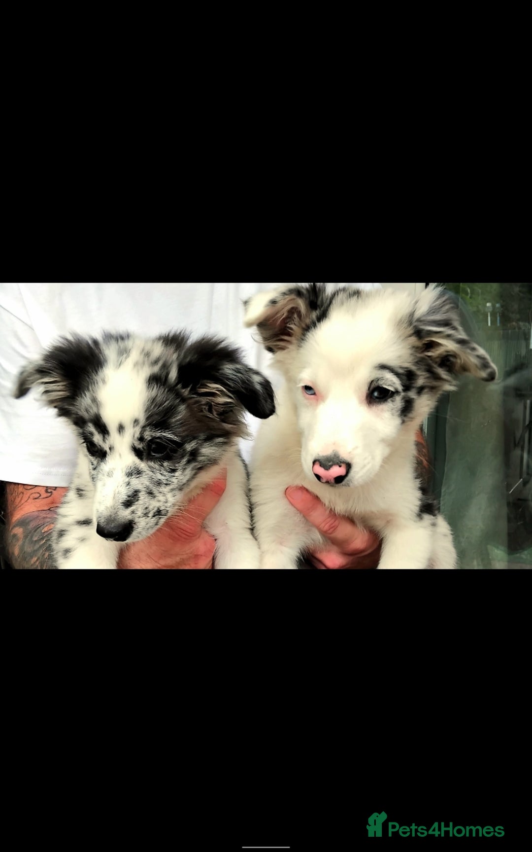 Border Collie dogs for sale: Stunning litter of blue merle border collies - Image 4