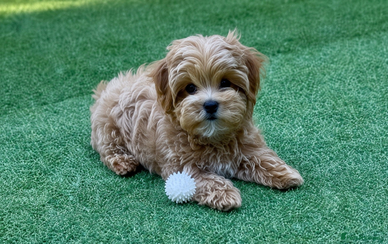 Maltipoo dogs READY NOW! Asian Maltipoo. .DNA tested parents. - Advert 1