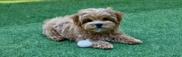 Maltipoo dogs for sale: Tiny Asian Maltipoo. DNA tested parents. - Advert 18