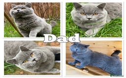 British Shorthair cats for sale: pedigree GCCF kittens available in 2 weeks time! - Image 2