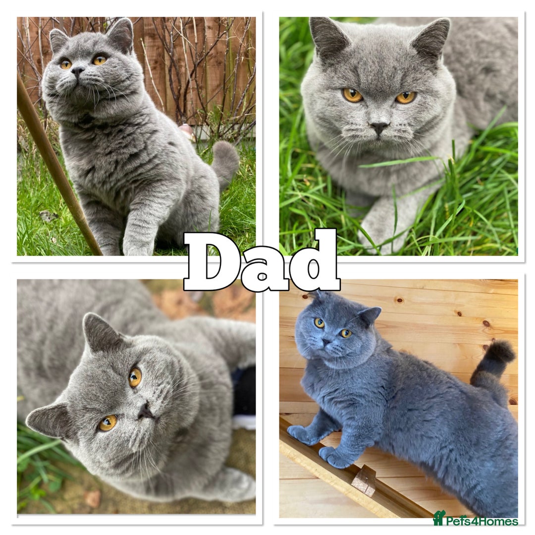 British Shorthair cats for sale: pedigree GCCF kittens available in 2 weeks time! - Image 2