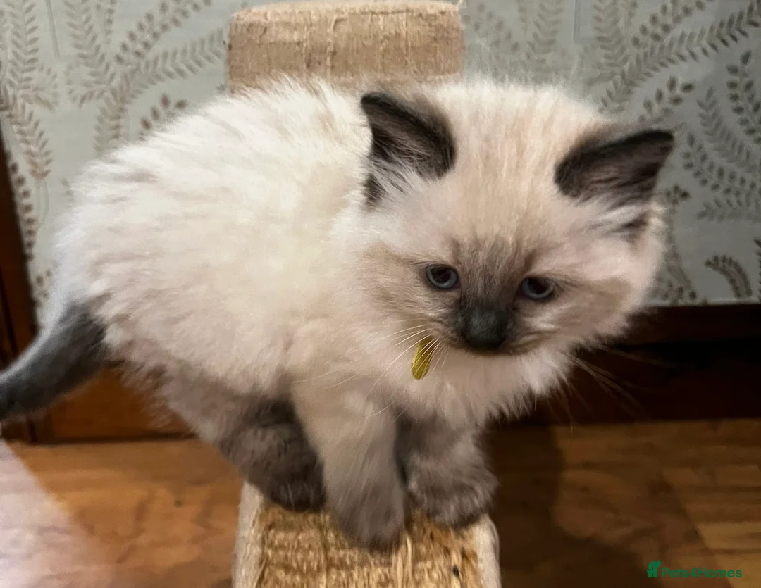 Ragdoll cats for sale: Ragdoll Kittens - Advert 22