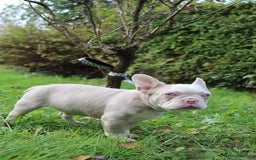 French Bulldog dogs for sale: Panda husky puppy’s  - Image 2