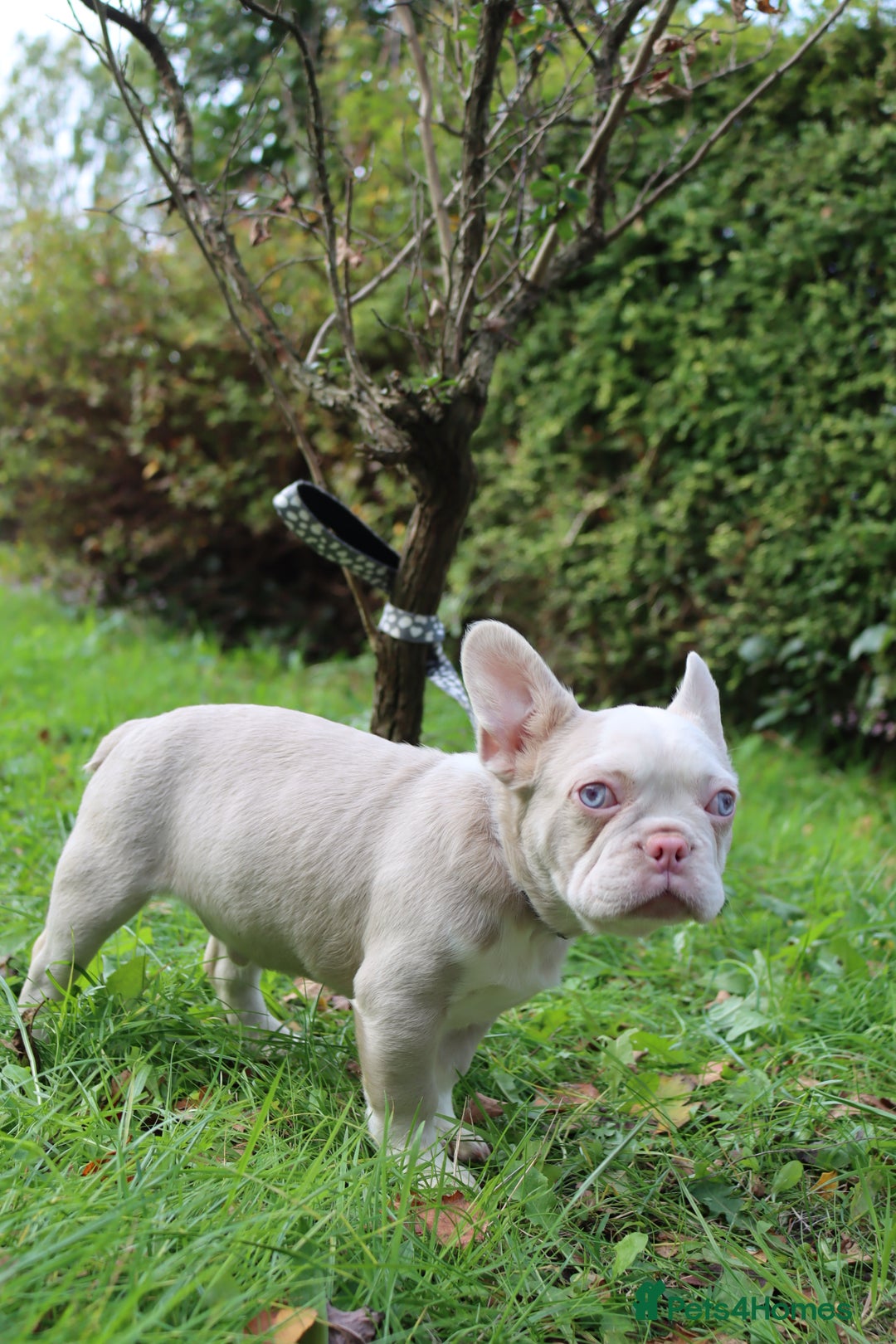 French Bulldog dogs for sale: Panda husky puppy’s  - Image 2