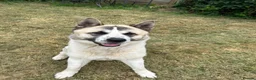 Akita dogs for sale: Male American Akita  in Coulsdon - Advert 5