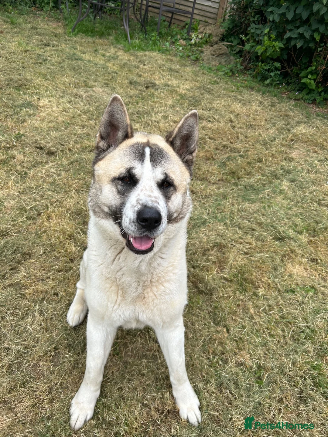 Akita dogs for sale: Male American Akita  in Coulsdon - Advert 5