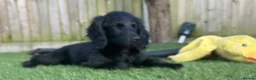 Cocker Spaniel dogs for sale: Cocker Spaniel (cockapoo) from genetically tested - Advert 14