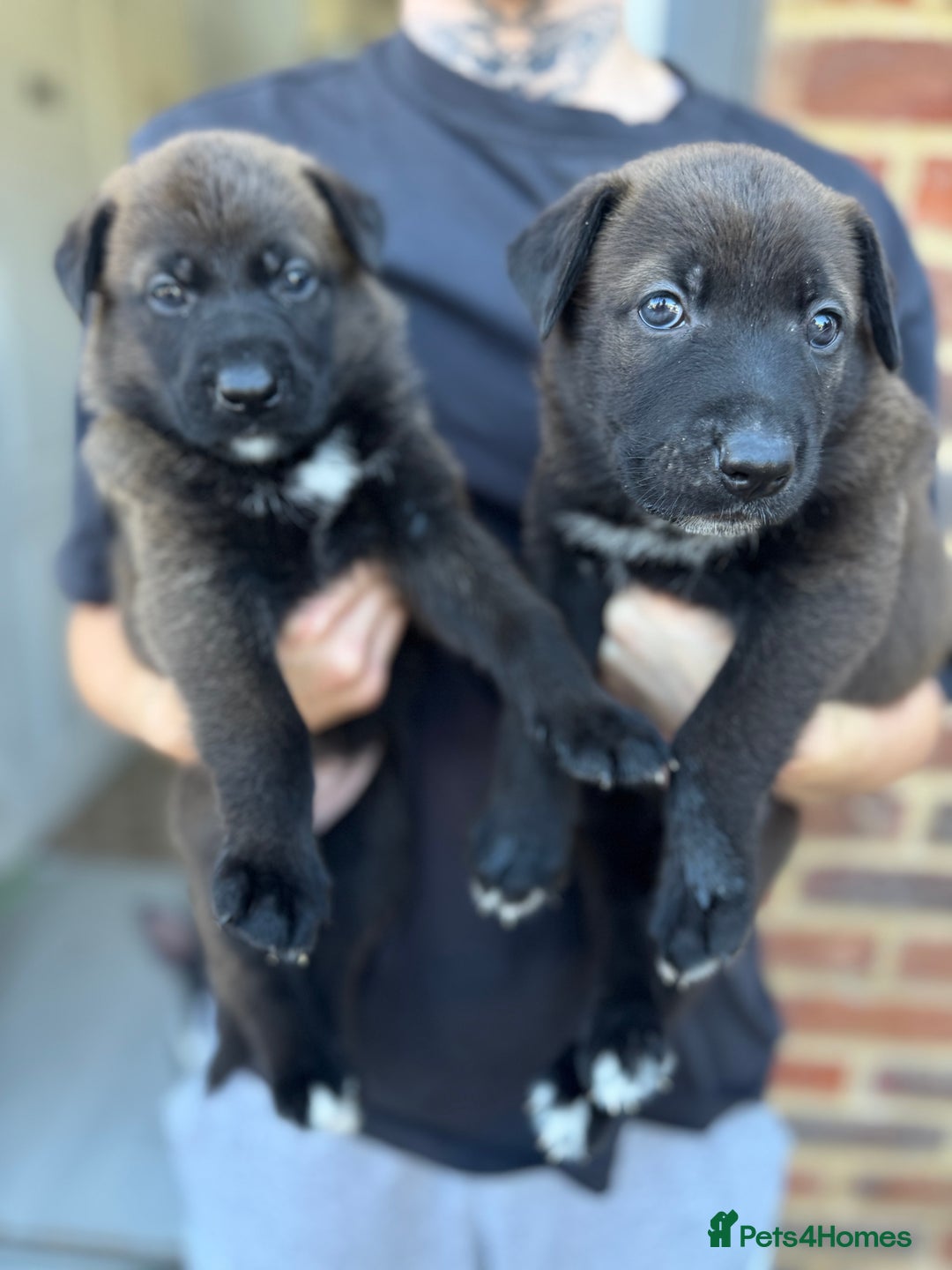 German Shepherd dogs for sale: German shepherd puppies  - Image 14