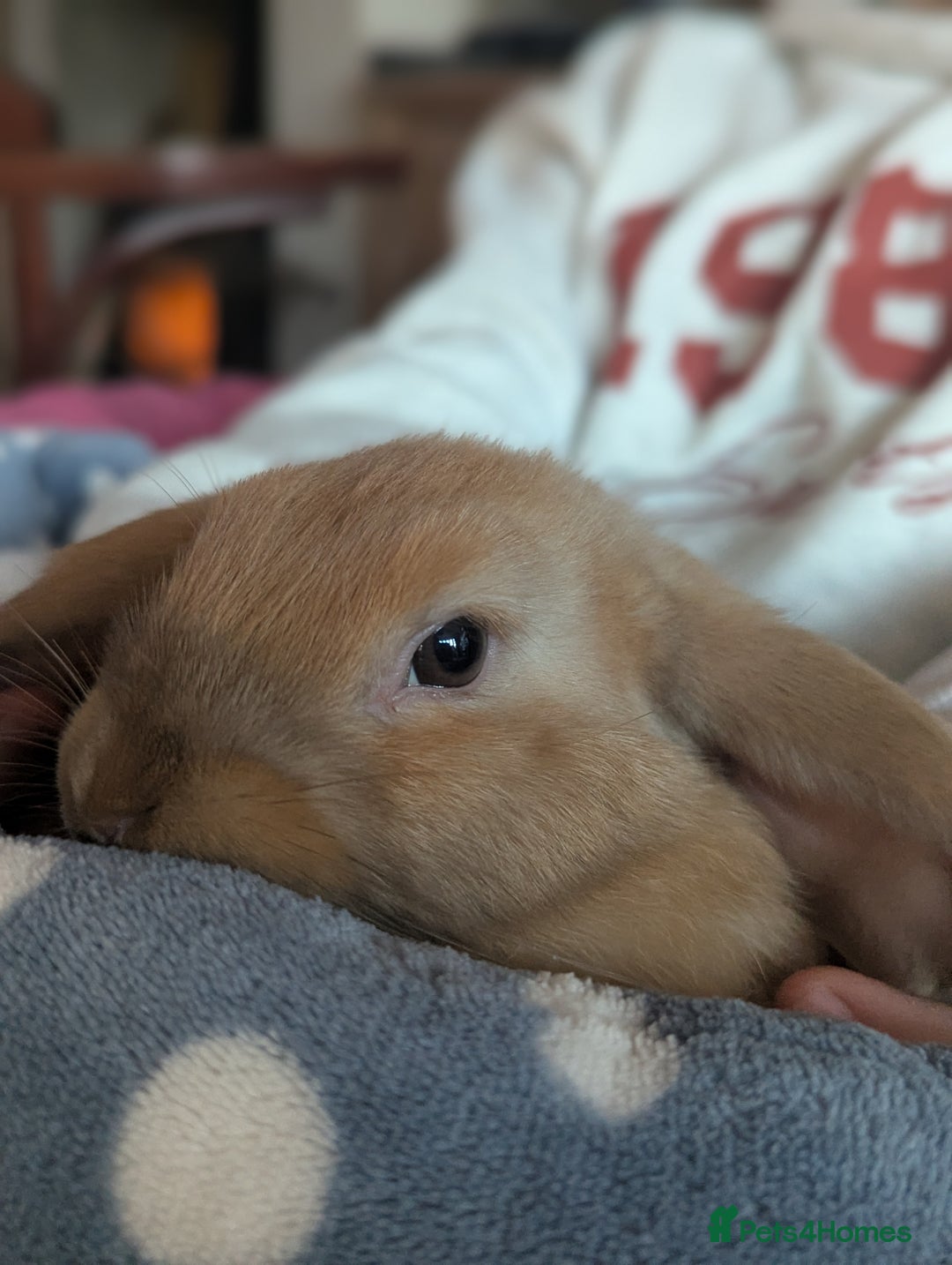 Mixed Breed rabbits for sale: Beautiful apricot rabbit - Advert 2