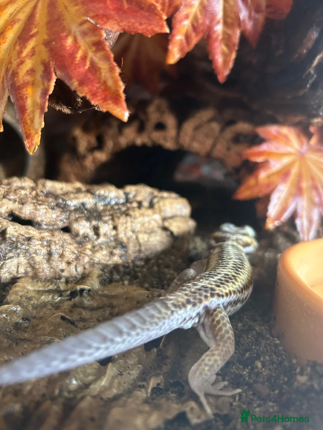Gecko reptiles for sale: Breeding pair of frog eyed geckos with everything  in Hornsea - Advert 5