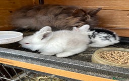 Lionhead rabbits for sale: Lionhead bunny - Image 6