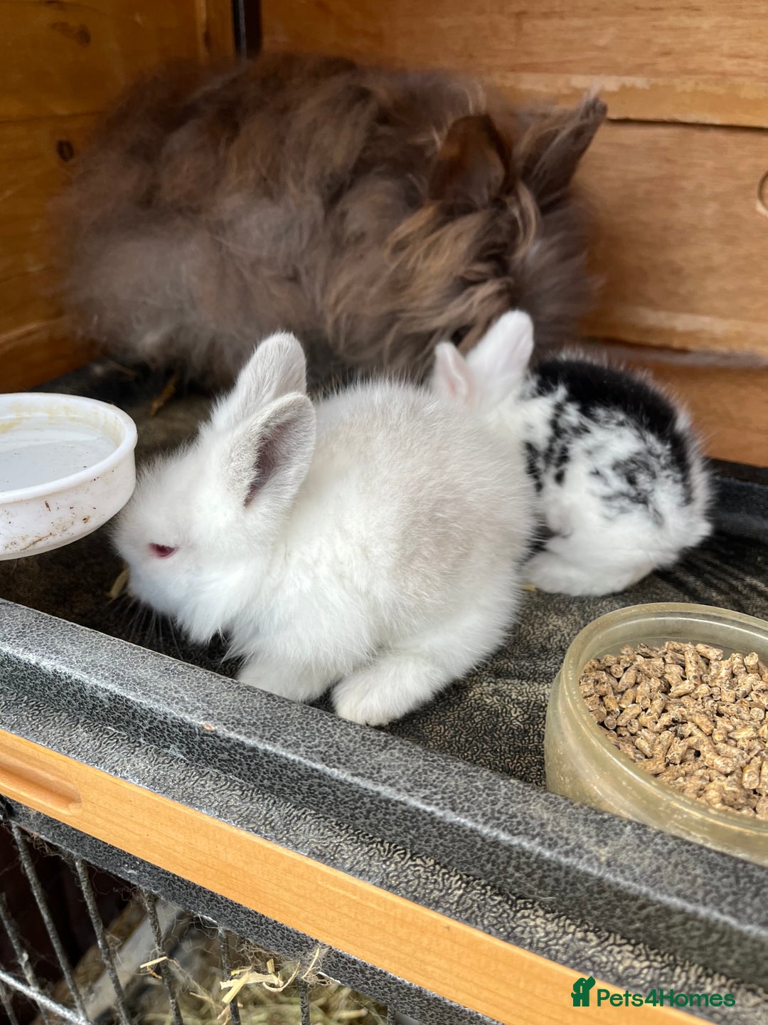 Lionhead rabbits for sale: Lionhead bunny - Image 6