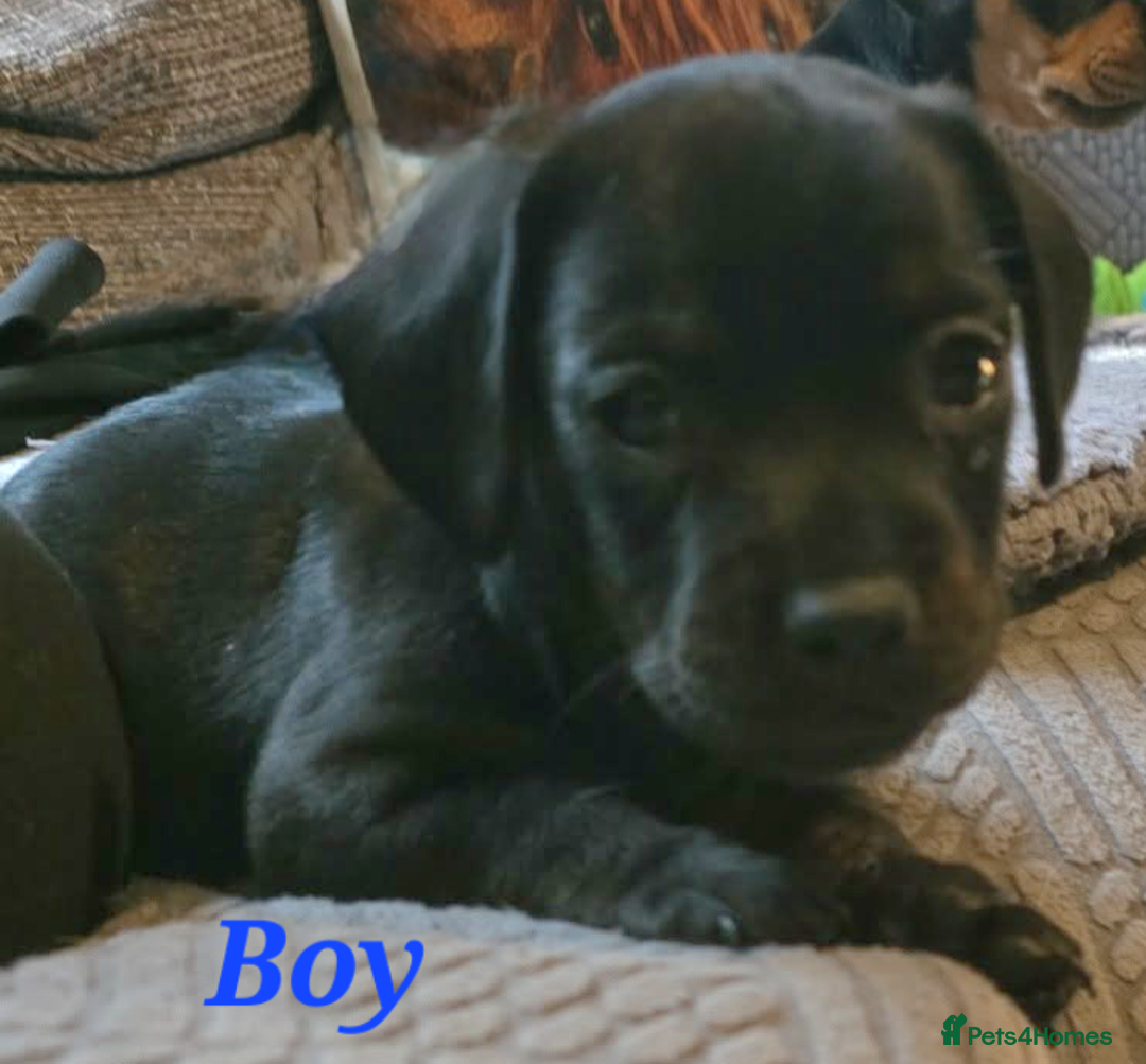 Mixed Breed dogs for sale: Frenchie x Miniature dachshund  - Advert 4