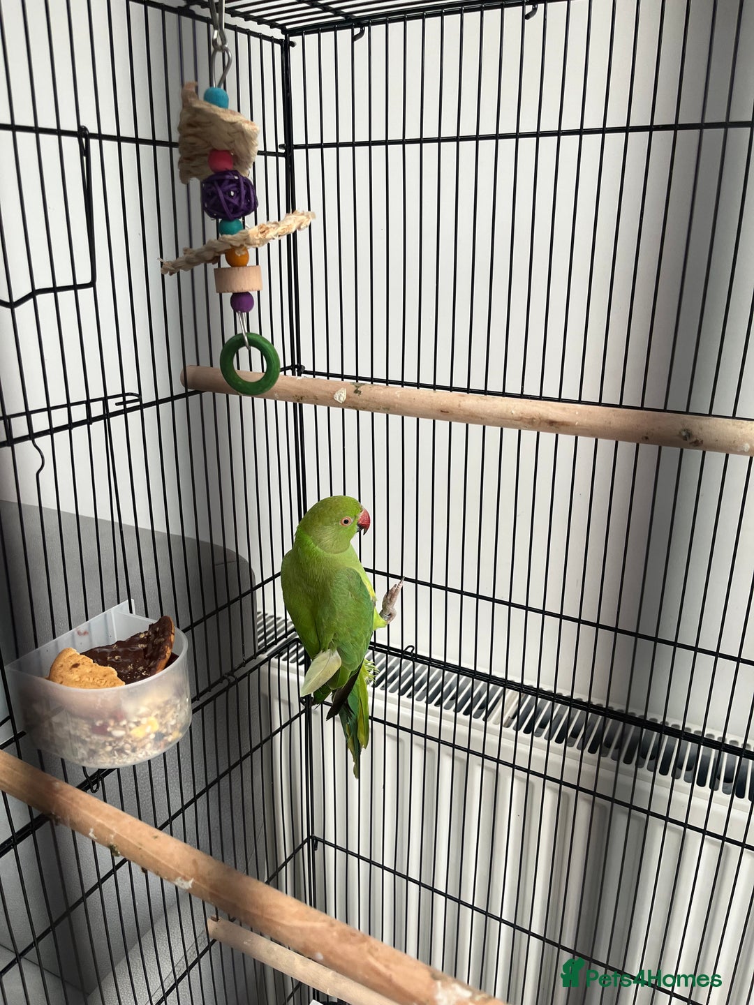 Ringnecks birds for sale: Ring neck parrot  - Image 1