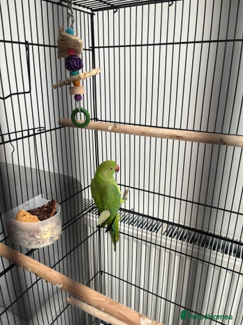 Ringnecks birds - Advert 3