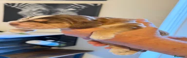 Cocker Spaniel 1