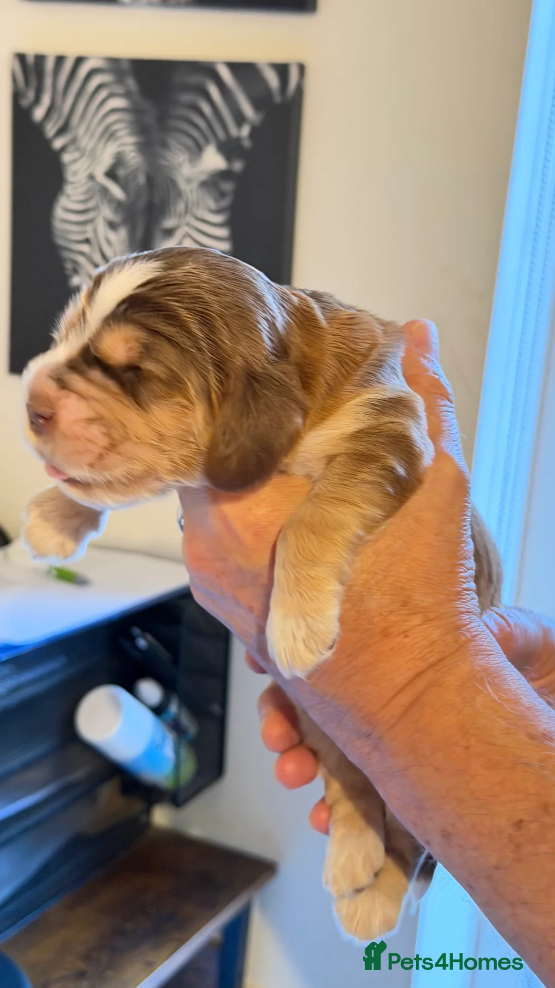 Cocker Spaniel dogs for sale: Show type cocker spaniels  - Advert 37