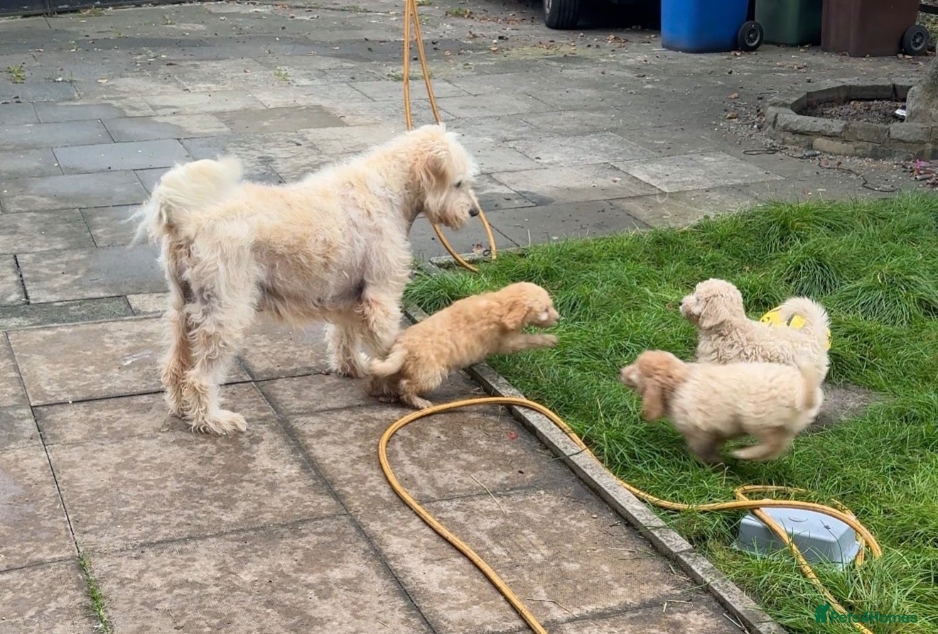 Mini Goldendoodle dogs F1B Mini Goldendoodles – 12 weeks old 🐾 - Advert 1