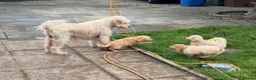 Mini Goldendoodle dogs for sale: 2 beautiful mini goldendoodle puppies ❤️ - Advert 4