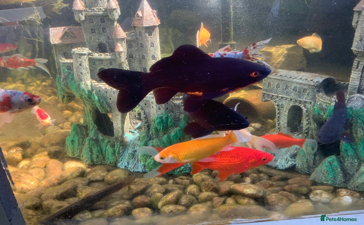 Pond Fish fish - Advert 1