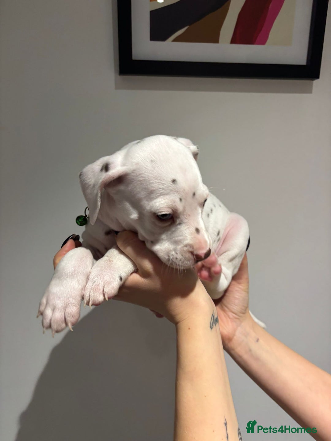 Dalmatian dogs for sale: Dalmatians for Sale (Last 2 Boys Left) - Advert 12