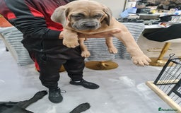 Cane Corso dogs for sale: Cane Corso Puppies in Wolverhampton - Image 10