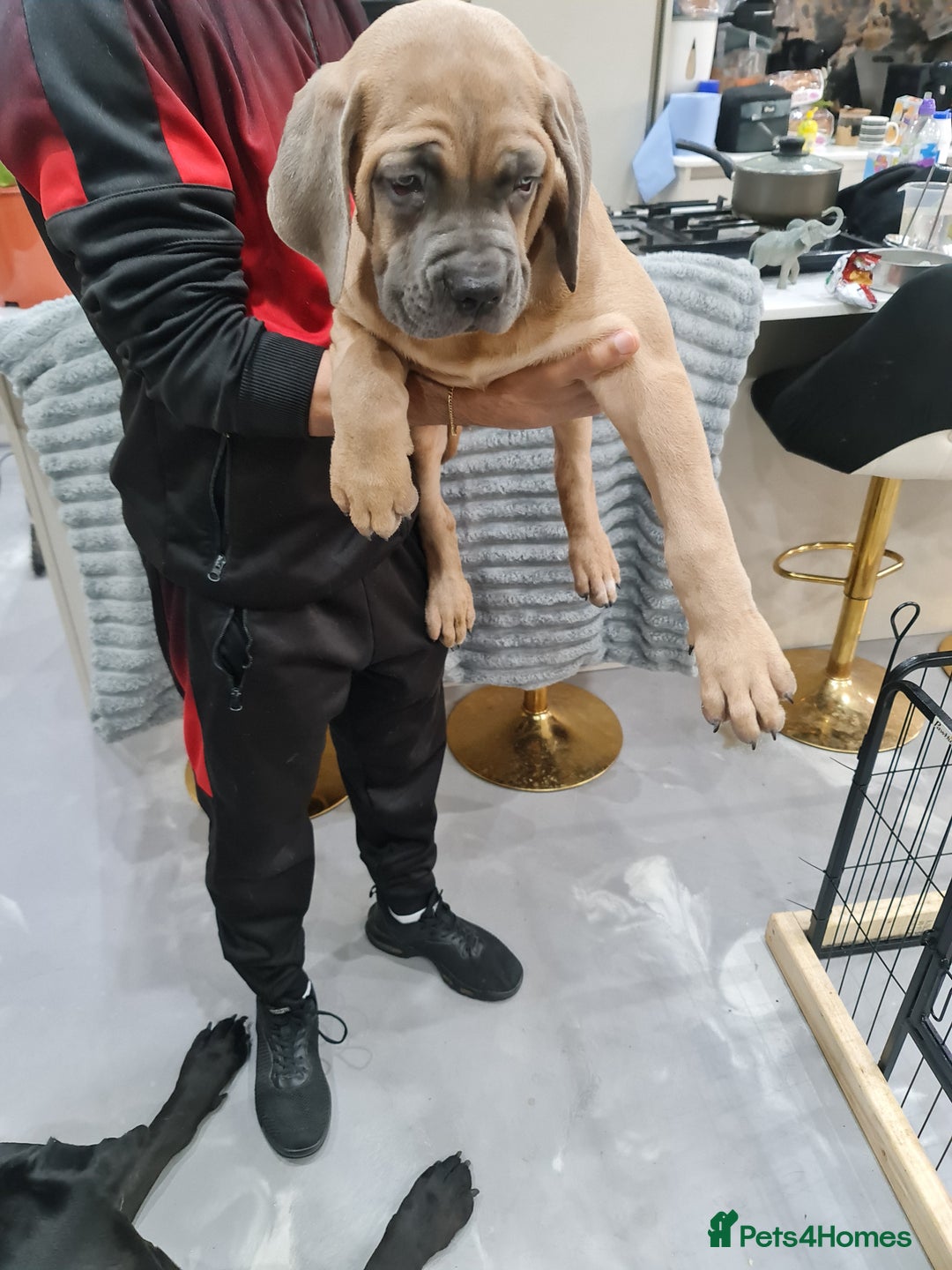 Cane Corso dogs for sale: Cane Corso Puppies in Wolverhampton - Image 10
