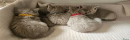 British Shorthair cats for sale: 🐾Beautiful British shorthair kittens for Sale 🐾 in Northampton - Advert 35