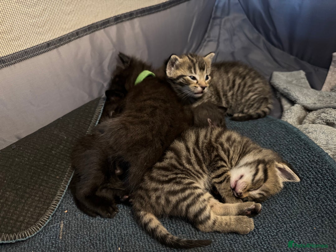 Domestic Shorthair cats for sale: Tabby Kittens - Image 3