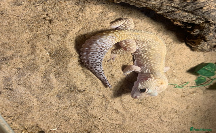 Leopard Gecko reptiles - Advert 2