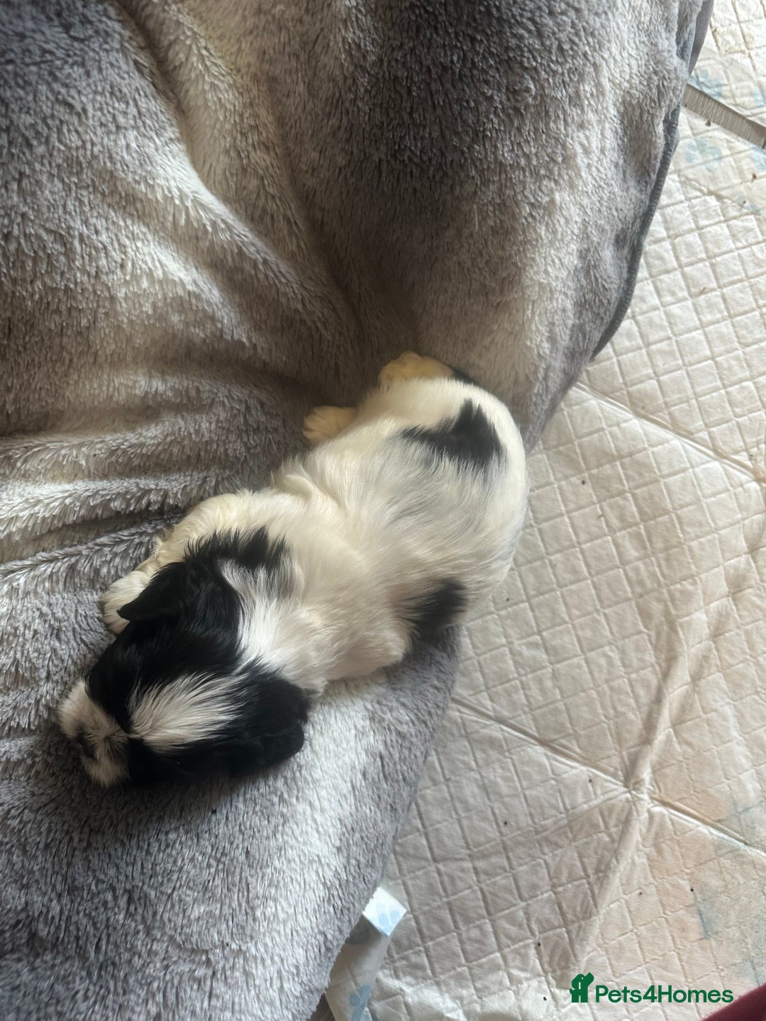 Shihpoo dogs for sale: Beautiful shihpoo puppies for sale - Advert 12