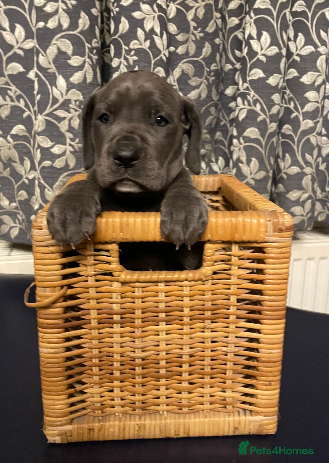Mixed Breed dogs for sale: STUNNING MASTIFF/GREAT DANE PUPPIES - Advert 8