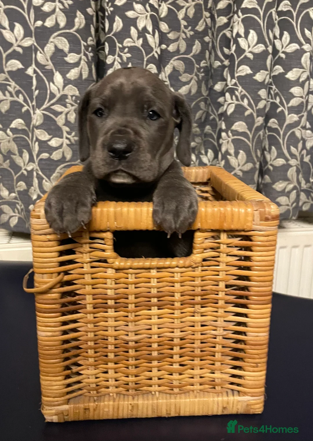 Mixed Breed dogs for sale: STUNNING MASTIFF/GREAT DANE PUPPIES - Advert 30