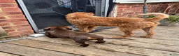 Dachshund dogs for sale: Lilac Tan long haired beautiful boy Dachshund  - Advert 14