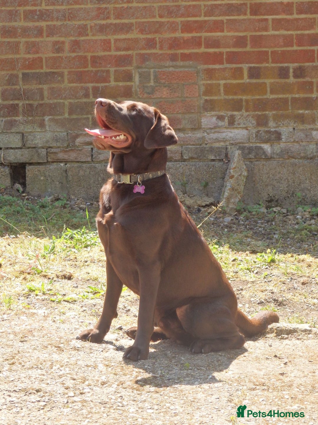 Labrador Retriever dogs for stud: Proven KC Chocolate Labrador for stud.NOT FOR SALE in Faversham - Advert 6