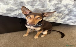 Mixed Breed dogs for sale: Evan and Chance (please read) - Image 6
