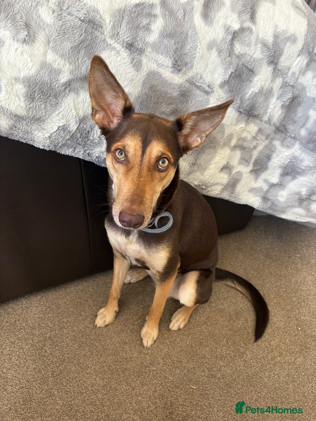 Mixed Breed dogs for sale: Evan and Chance (please read) - Image 6