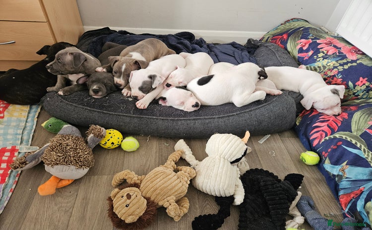 Staffordshire Bull Terrier dogs - Advert 6