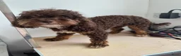 Toy Poodle dogs for sale: Toy poodle girl - Advert 5